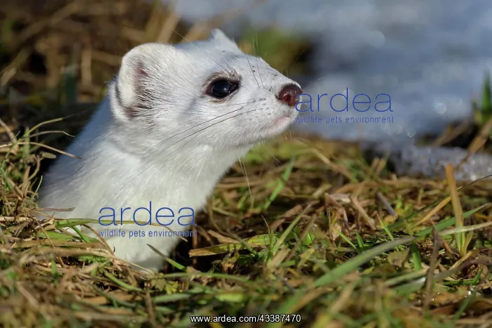 : Stoat (Mustela erminea), looking out of its burrow : Stoat (Mustela erminea), looking out of its burrow