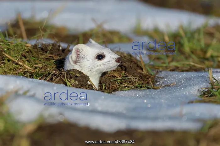  : Stoat (Mustela erminea), looking out of its burrow