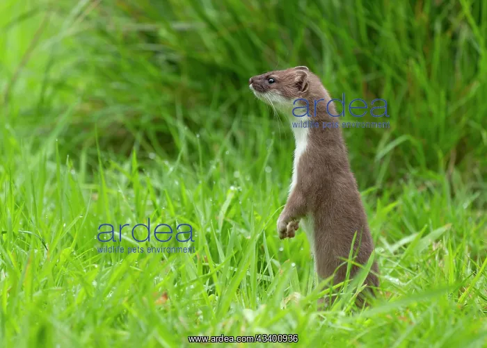 : Stoat (Mustela erminea), making mate and looking : Stoat (Mustela erminea), making mate and looking