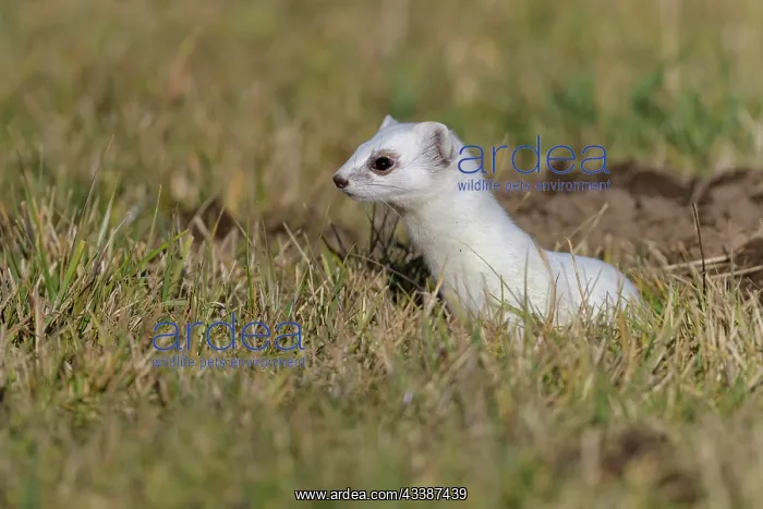 : Stoat (Mustela erminea), in a meadow, biosphere : Stoat (Mustela erminea), in a meadow, biosphere