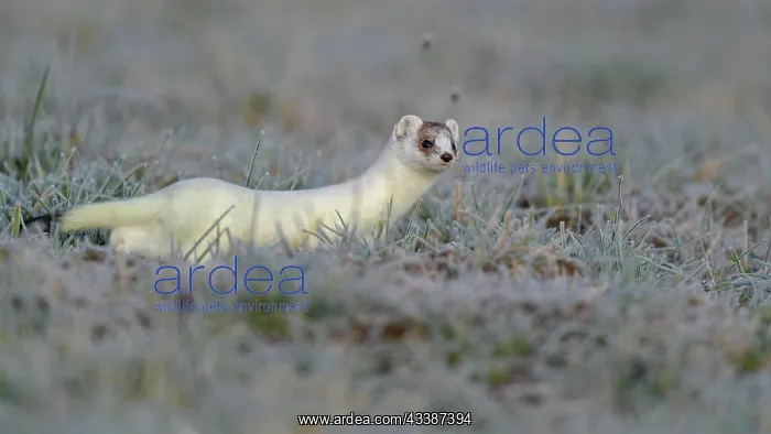  : Stoat (Mustela erminea), in a meadow with hoarfrost