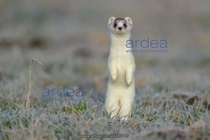 : Stoat (Mustela erminea), in a meadow with hoarfrost : Stoat (Mustela erminea), in a meadow with hoarfrost