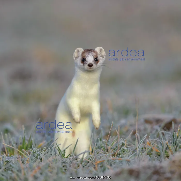 : Stoat (Mustela erminea), in a meadow with hoarfrost : Stoat (Mustela erminea), in a meadow with hoarfrost