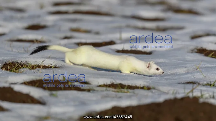: Stoat (Mustela erminea), in a meadow with residual : Stoat (Mustela erminea), in a meadow with residual