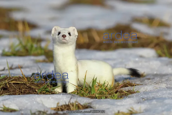 : Stoat (Mustela erminea), in a meadow with residual : Stoat (Mustela erminea), in a meadow with residual