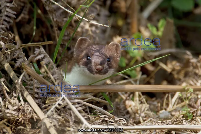 : Stoat (Mustela erminea). Minsemere RSPB ReserveSuffolk, UK : Stoat (Mustela erminea). Minsemere RSPB ReserveSuffolk, UK