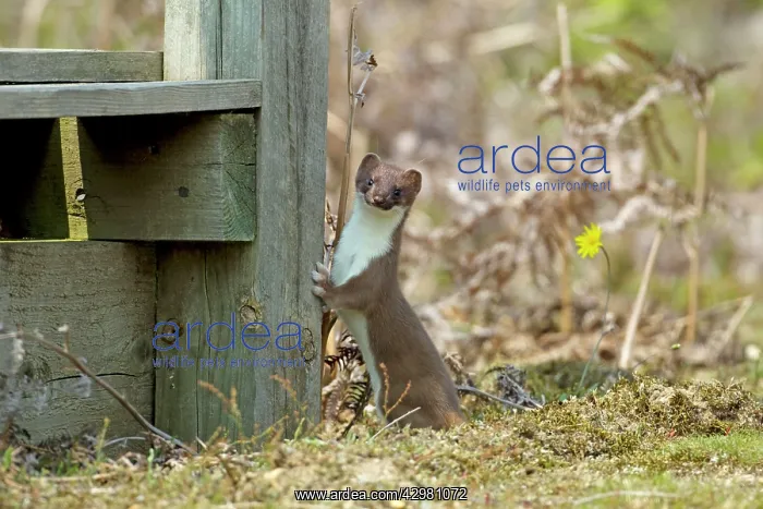 : Stoat (Mustela erminea). Minsemere RSPB ReserveSuffolk, UK : Stoat (Mustela erminea). Minsemere RSPB ReserveSuffolk, UK