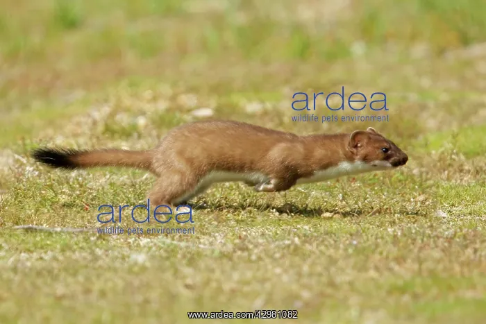 : Stoat (Mustela erminea). Minsemere RSPB ReserveSuffolk, UK : Stoat (Mustela erminea). Minsemere RSPB ReserveSuffolk, UK