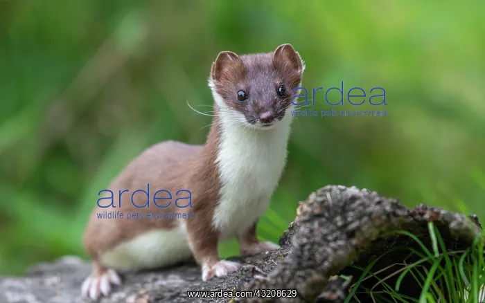  : Stoat (Mustela erminea), on an old root, captive