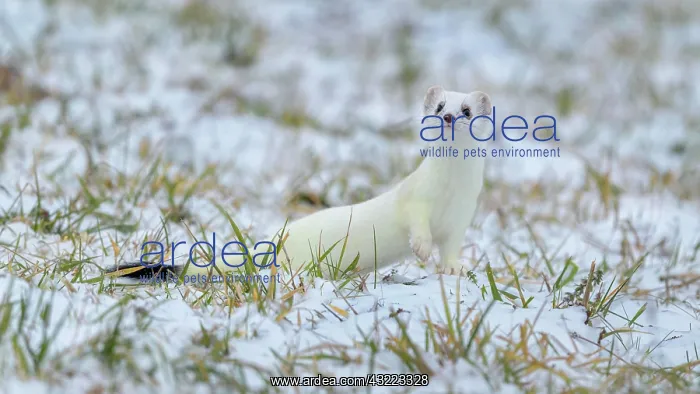 : Stoat (Mustela erminea), in winter fur on a meadow : Stoat (Mustela erminea), in winter fur on a meadow