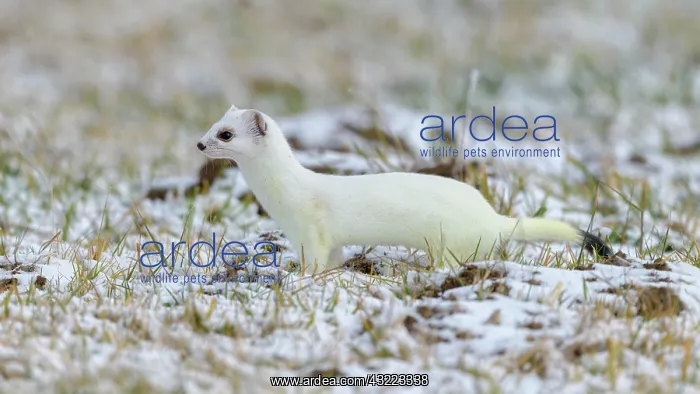 : Stoat (Mustela erminea), in winter fur on a meadow : Stoat (Mustela erminea), in winter fur on a meadow