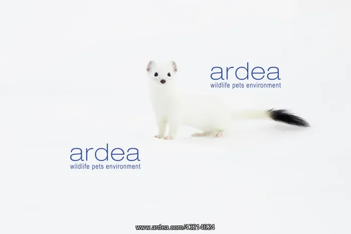 : Stoat (Mustela erminea) in winter fur in the snow : Stoat (Mustela erminea) in winter fur in the snow