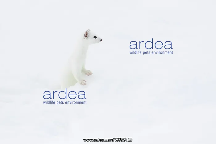 : Stoat (Mustela erminea) in winter fur in the snow : Stoat (Mustela erminea) in winter fur in the snow