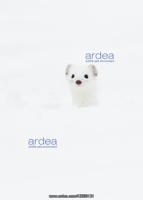 : Stoat (Mustela erminea) in winter fur in the snow : Stoat (Mustela erminea) in winter fur in the snow