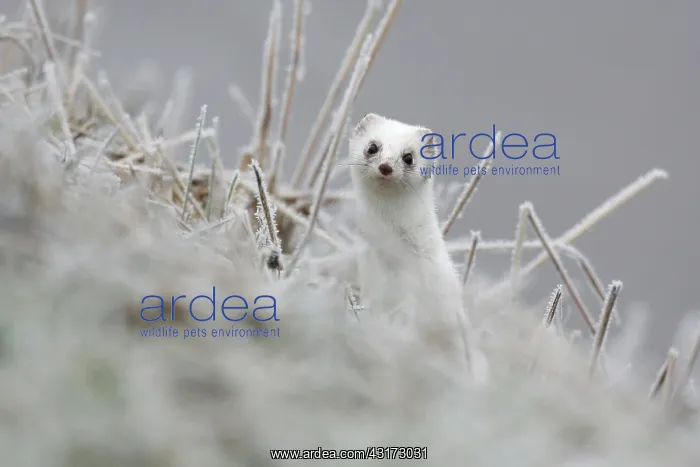 : Stoat (Mustela erminea) in winter plumage looking : Stoat (Mustela erminea) in winter plumage looking