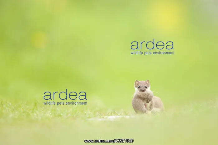 : Stoat (Mustela Erminea) with young in mouth sta : Stoat (Mustela Erminea) with young in mouth sta