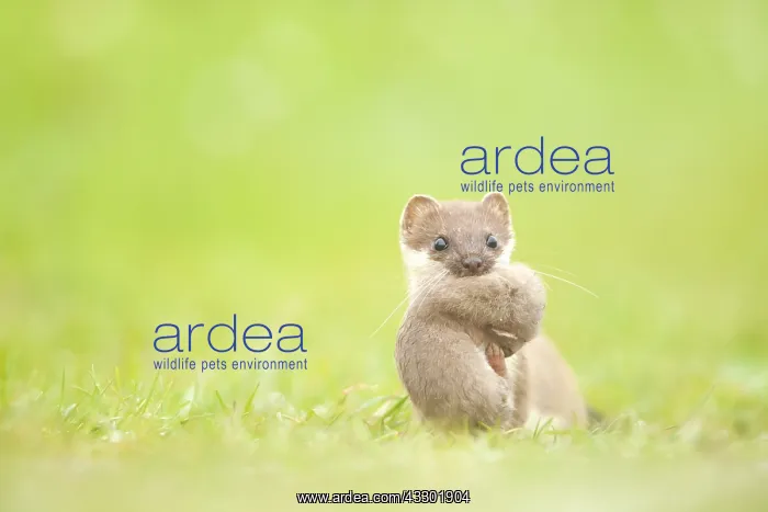 : Stoat (Mustela Erminea) with young in mouth sta : Stoat (Mustela Erminea) with young in mouth sta