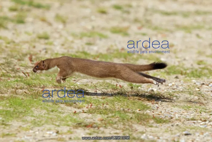 : Stoat - running : Stoat - running