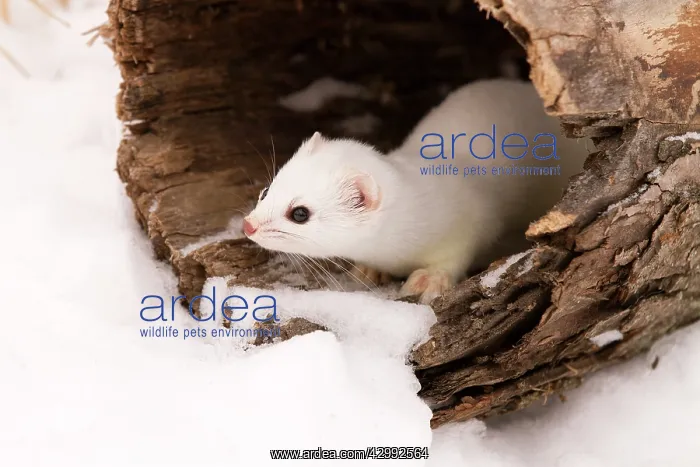 : Stoat / Short tailed Weasel : Stoat / Short tailed Weasel