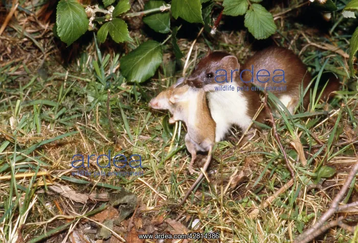  : Stoat - with wood mouse