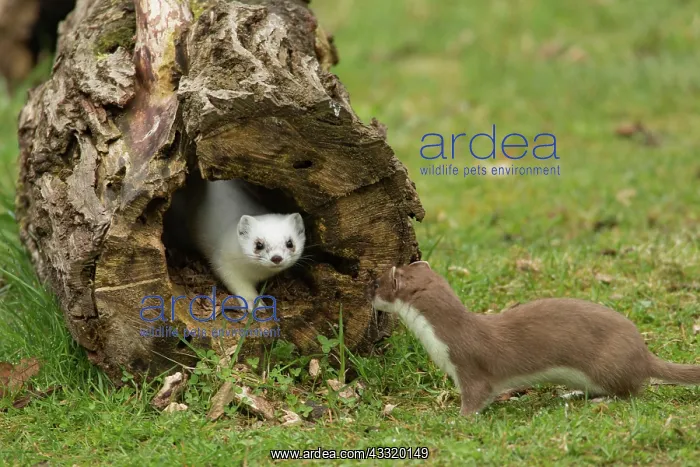 : Stoats (Mustela erminea) : Stoats (Mustela erminea)