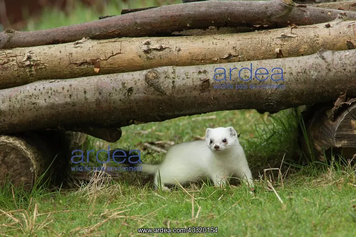 : Stoats (Mustela erminea) : Stoats (Mustela erminea)