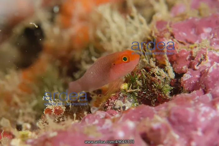 : Stobb's Dwarfgoby : Stobb's Dwarfgoby