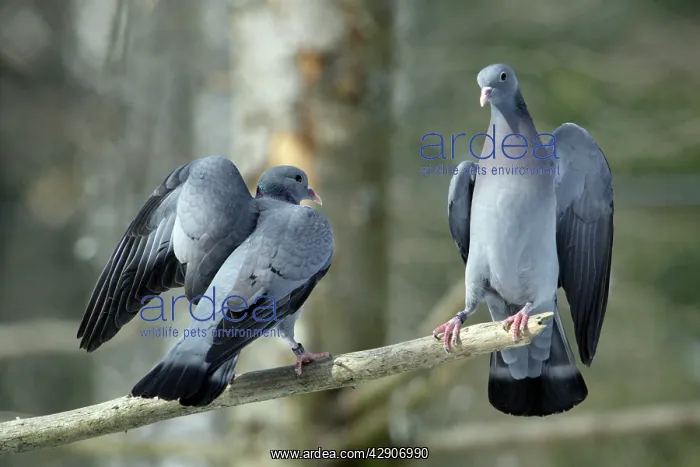 : Stock Dove - 2 rival males fighting during breeding season : Stock Dove - 2 rival males fighting during breeding season