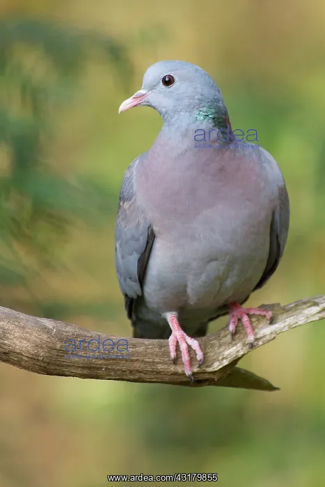 : Stock Dove : Stock Dove