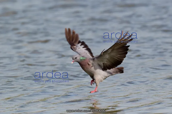 : Stock Dove : Stock Dove