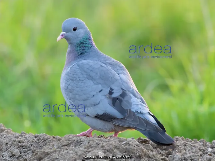 : Stock Dove : Stock Dove