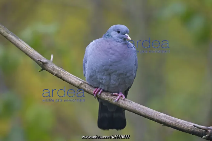  : Stock Dove adult perched on twig