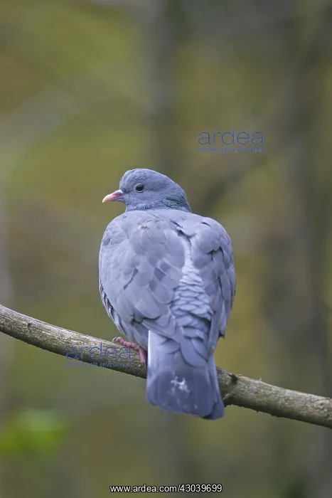  : Stock Dove adult perched on twig