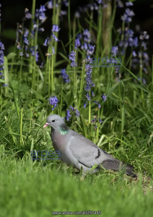  : Stock Dove with Bluebells