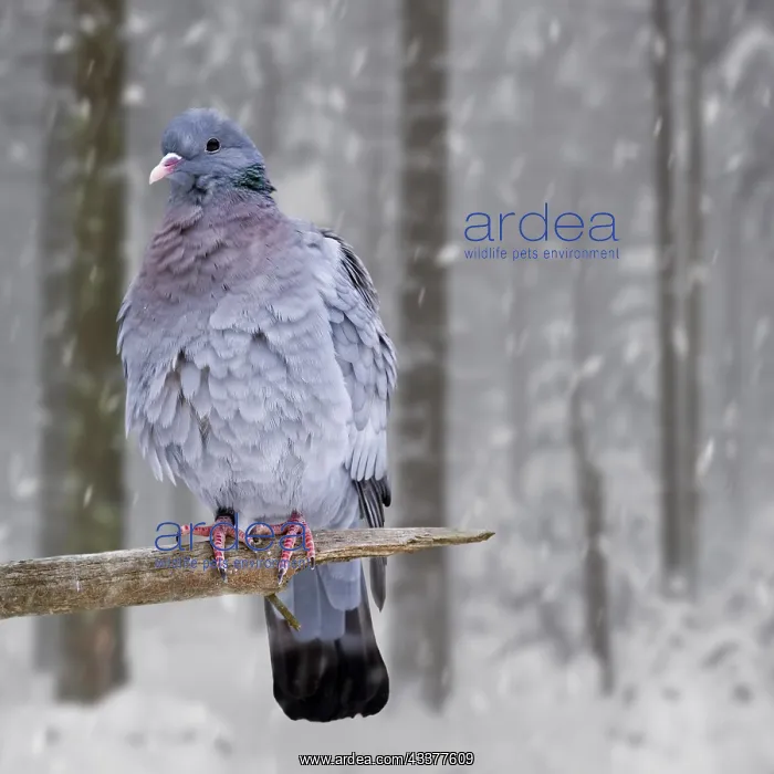 : Stock dove (Columba oenas) with fluffed up feathers : Stock dove (Columba oenas) with fluffed up feathers