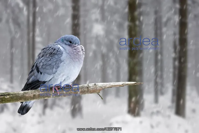 : Stock dove (Columba oenas) with fluffed up feathers : Stock dove (Columba oenas) with fluffed up feathers