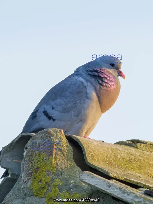 : Stock Dove - displaying on barn roof : Stock Dove - displaying on barn roof
