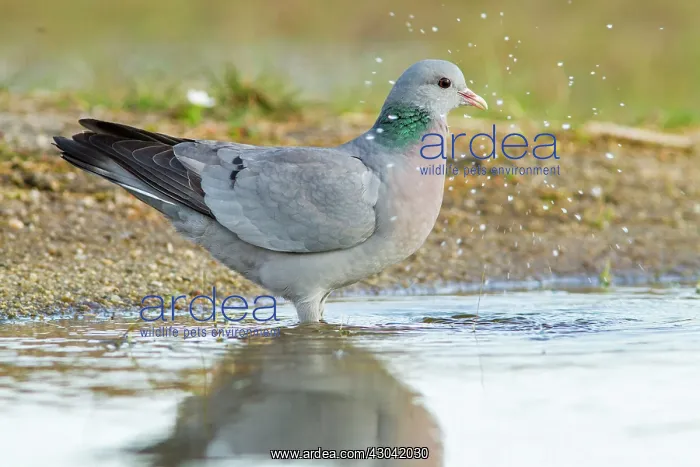  : Stock Dove drinking from pool