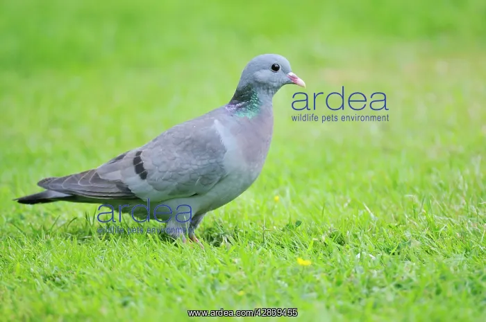 : Stock Dove - on ground : Stock Dove - on ground