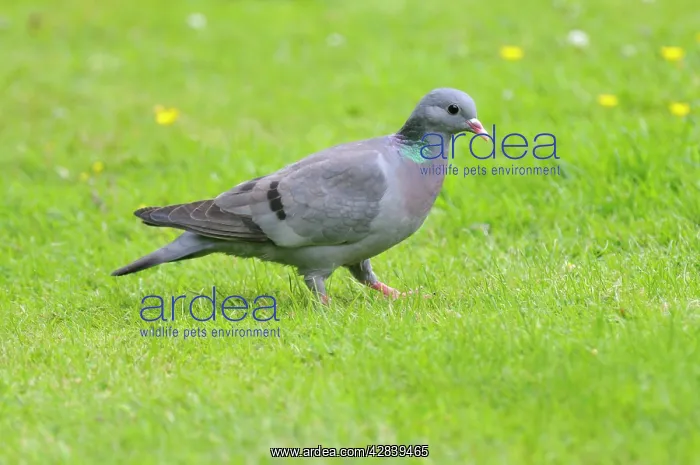 : Stock Dove - on ground : Stock Dove - on ground