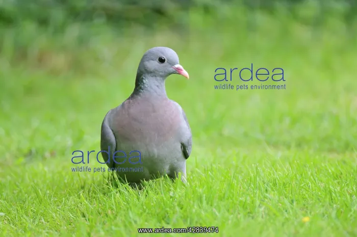 : Stock Dove - on ground : Stock Dove - on ground