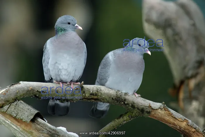  : Stock Dove - male and female sitting on branch