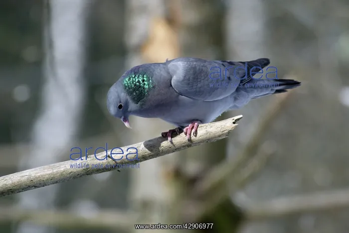 : Stock Dove - male sitting on branch crooning, in : Stock Dove - male sitting on branch crooning, in