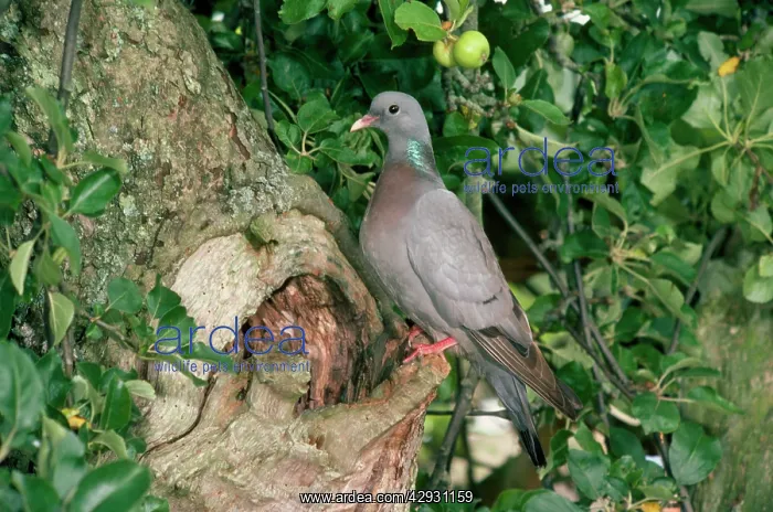  : Stock Dove - at nest site
