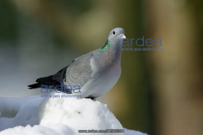 : Stock Dove - siiting on ground in snow, winter : Stock Dove - siiting on ground in snow, winter