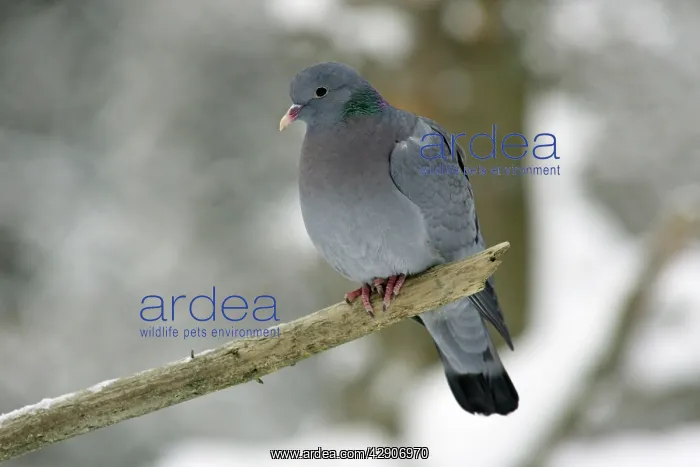 : Stock Dove - sitting on branch in snow, winter : Stock Dove - sitting on branch in snow, winter