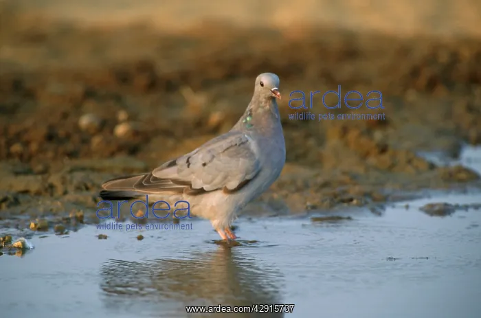 : STOCK DOVE - STANDING IN WATER : STOCK DOVE - STANDING IN WATER