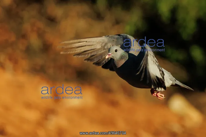  : stock dove or stock pigeon