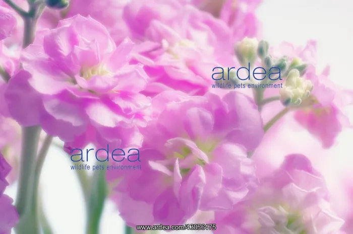 : Stock, Matthiola : Stock, Matthiola