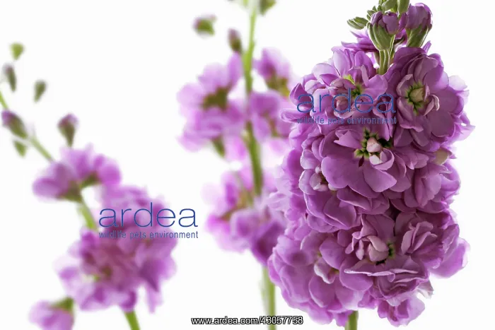 : Stock, Matthiola : Stock, Matthiola